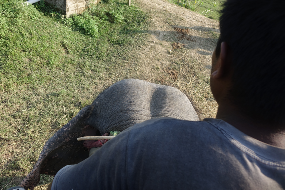 Chitwan Elefantensafari
