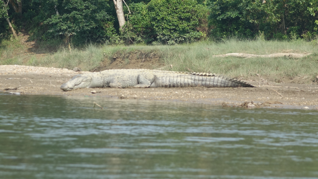 Krokodil Chitwan