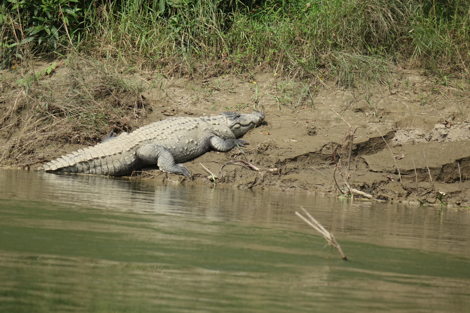 Chitwan Krokodile