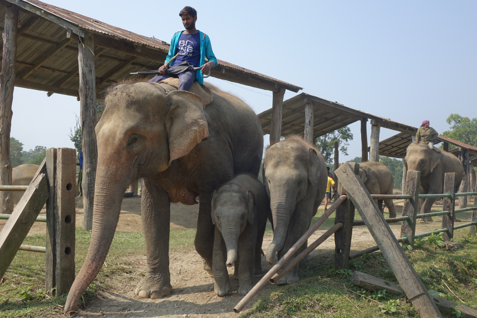 Chitwan Elefanten Camp