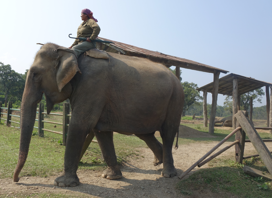 Chitwan Elefanten Camp
