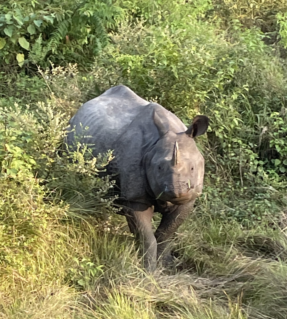Chitwan Rhinos