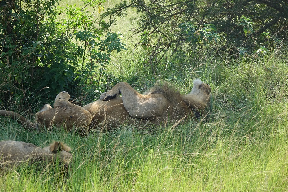 Löwen im Ishsha-Sektor, Queen Elizabeth Nationalpark