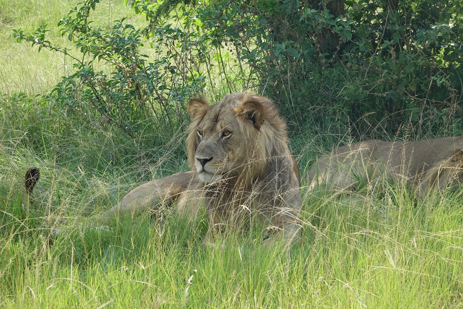 Löwen im Ishsha-Sektor, Queen Elizabeth Nationalpark