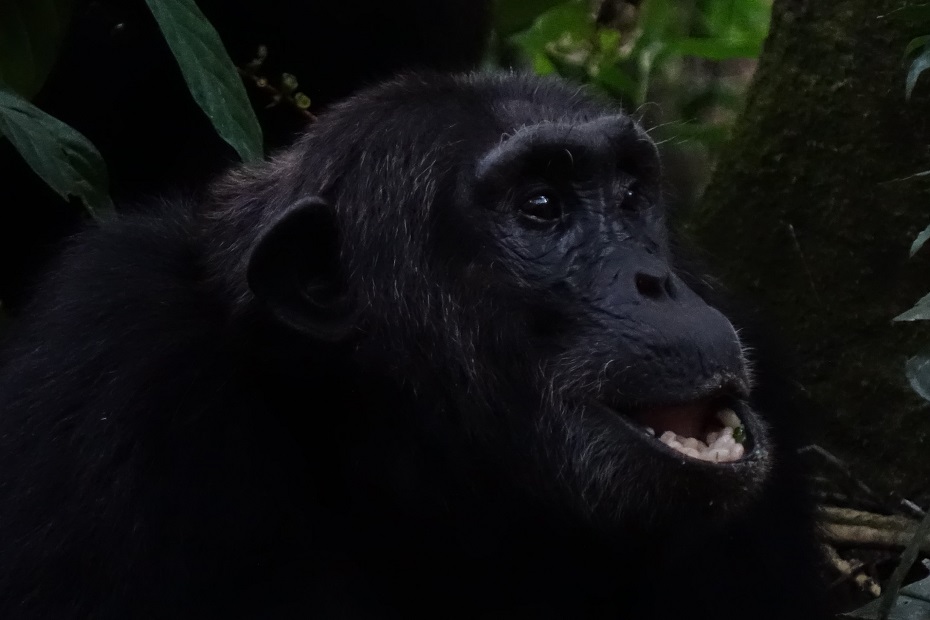 Kibale Nationalpark Schimpansen Tracking