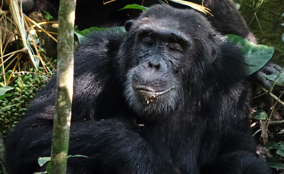 Kibale Nationalpark Schimpansen Tracking