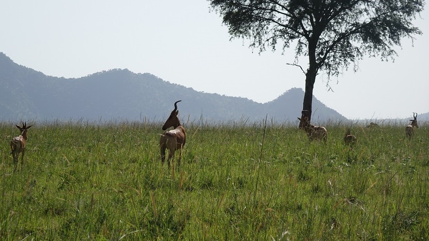 Kidepo Valley Nationalpark Antilopen