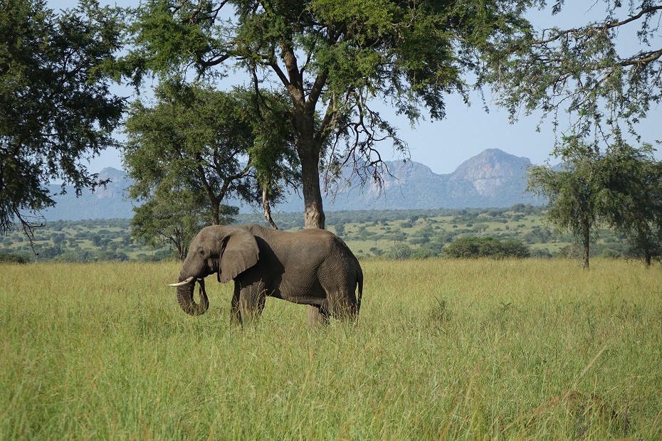Kidepo Valley Nationalpark Elefant