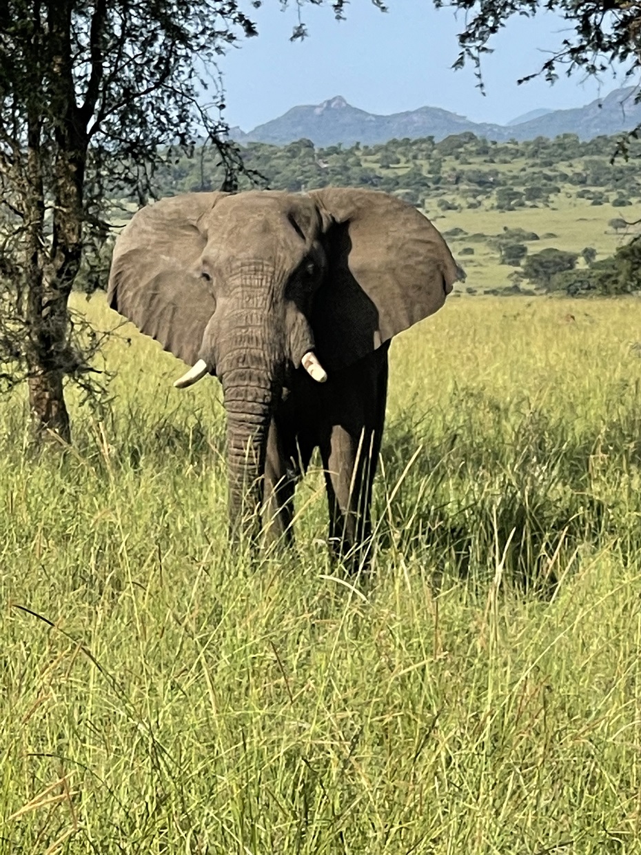 Kidepo Valley Nationalpark Elefant
