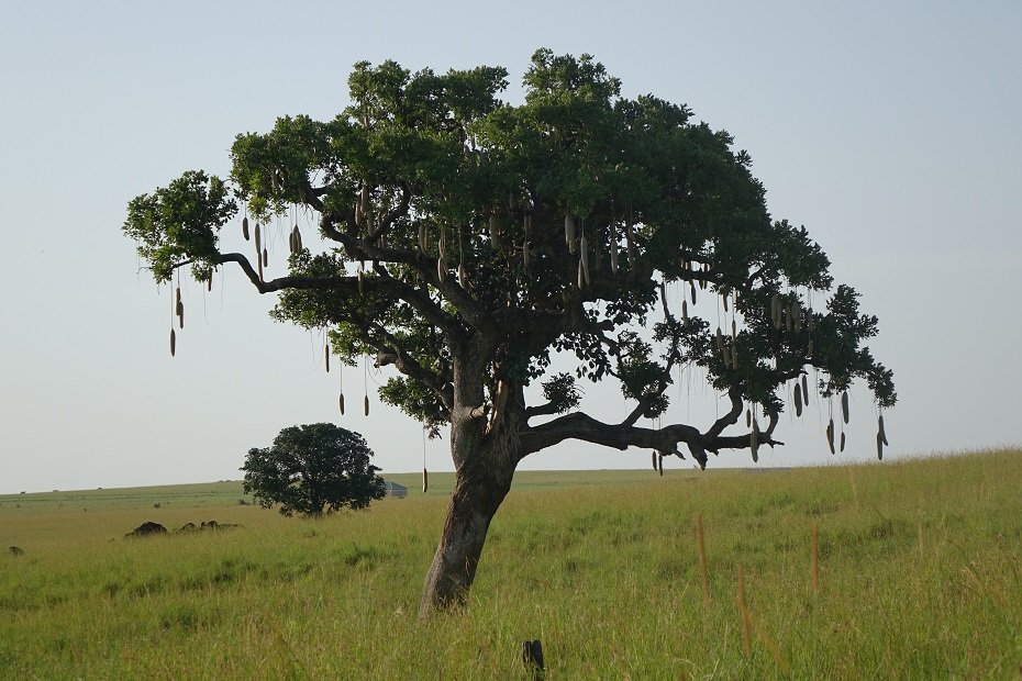 Kidepo Valley Nationalpark Leberwurstbaum