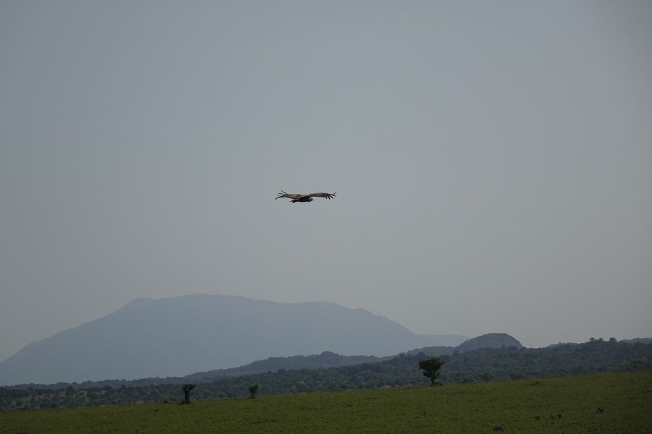 Kidepo Valley Nationalpark