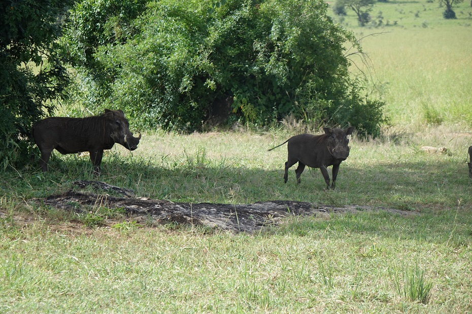 Kidepo Valley Nationalpark Warzenschwein