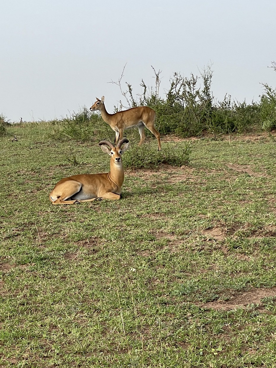 Murchison Falls Nationalpark Antilopen