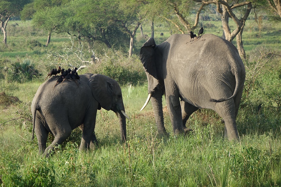 Murchison Falls Nationalpark Elefanten