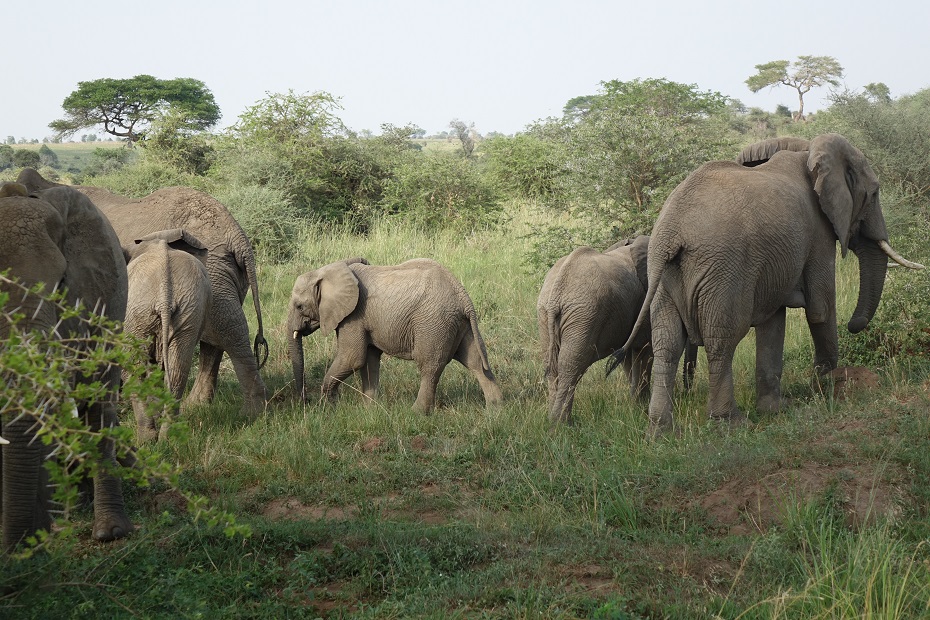 Murchison Falls Nationalpark Elefanten