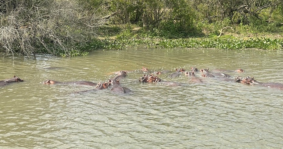 Murchison Falls Nationalpark Flusspferde