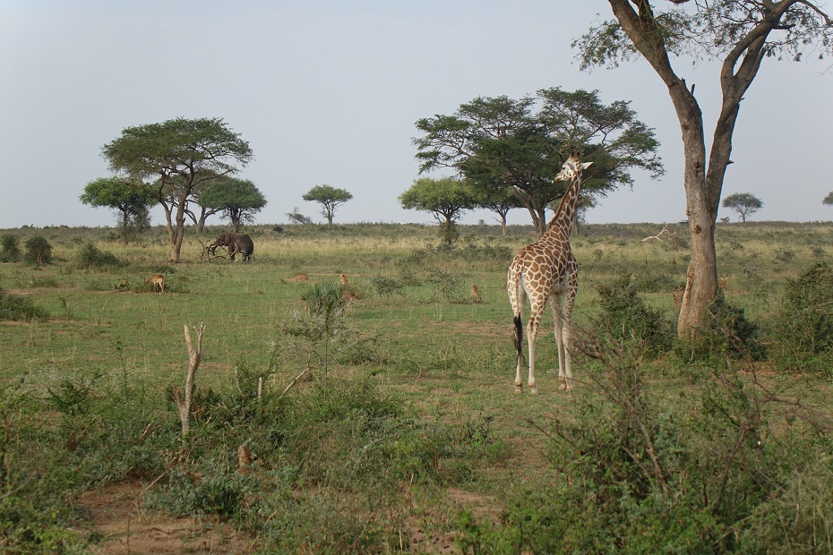 Murchison Falls National Park Giraffen