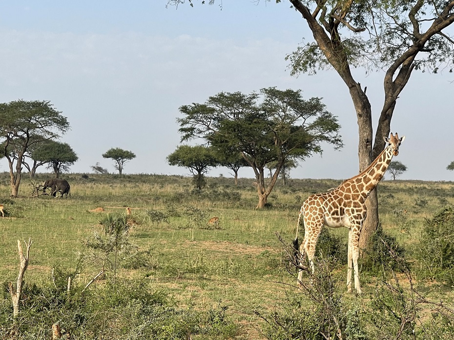 Murchison Falls National Park Giraffen