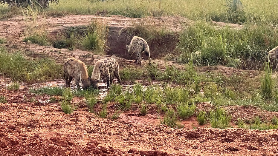 Murchison Falls Nationalpark Hyänen
