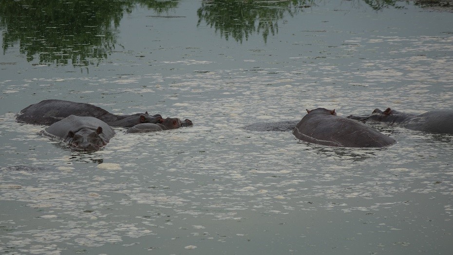 Queen Elizabeth Nationalpark Flusspferde