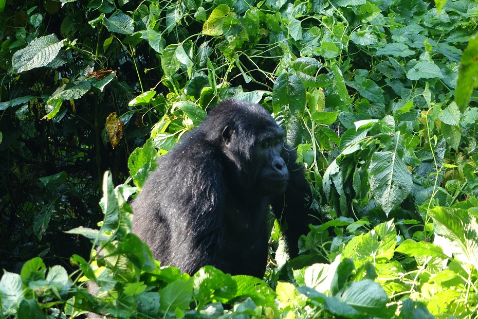 Gorilla Tracking Rushage