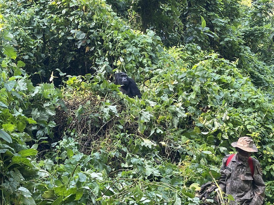 Gorilla Tracking Rushage